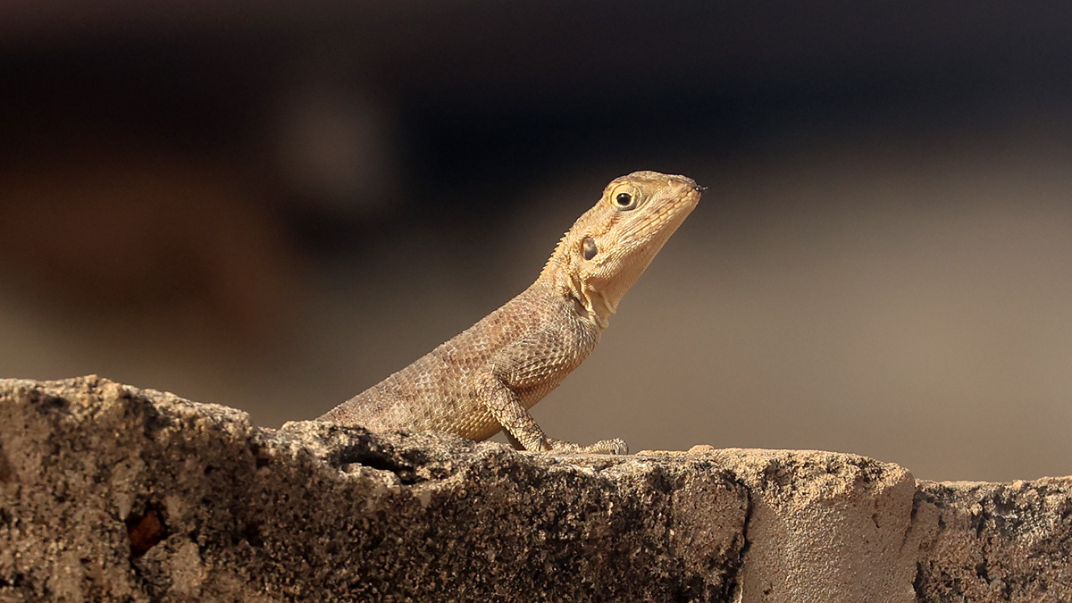 Agama